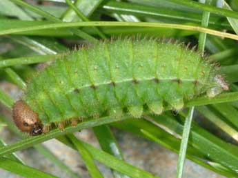  Chenille de Erebia pandrose Bkh. - ©Wolfgang Wagner, www.pyrgus.de