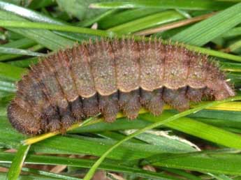  Chenille de Erebia pandrose Bkh. - Wolfgang Wagner, www.pyrgus.de