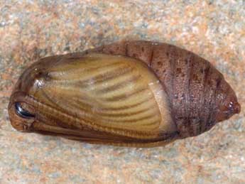  Chrysalide de Erebia pandrose Bkh. - ©Wolfgang Wagner, www.pyrgus.de