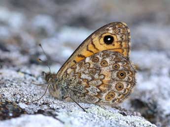 Lasiommata paramegaera Hb. adulte - ©Lionel Taurand