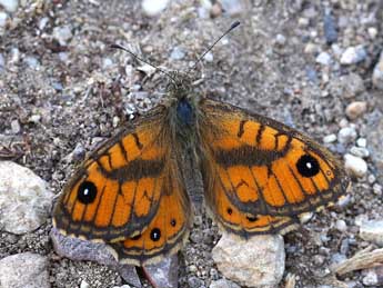 Lasiommata paramegaera Hb. adulte - ©Lionel Taurand