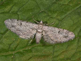 Eupithecia pauxillaria Bsdv. adulte - Philippe Mothiron