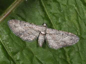 Eupithecia pauxillaria Bsdv. adulte - Philippe Mothiron