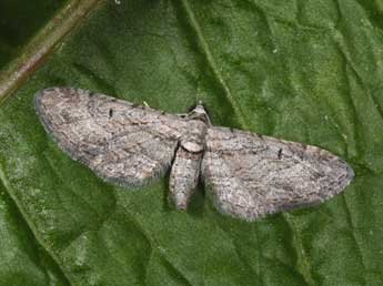 Eupithecia pauxillaria Bsdv. adulte - ©Philippe Mothiron