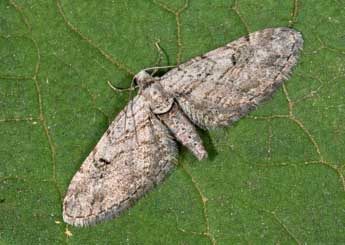 Eupithecia pauxillaria Bsdv. adulte - ©Philippe Mothiron