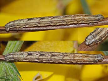  Chenille de Scotopteryx peribolata Hb. - Jean-Paul Coat