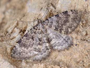 Triphosa petronata Le Cerf adulte - ©Lionel Taurand