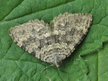 Triphosa petronata Le Cerf adulte - ©Lionel Taurand