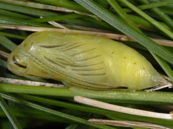  Chrysalide de Erebia pharte Hb. - Wolfgang Wagner, www.pyrgus.de