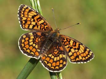 Melitaea phoebe D. & S. adulte - Lionel Taurand