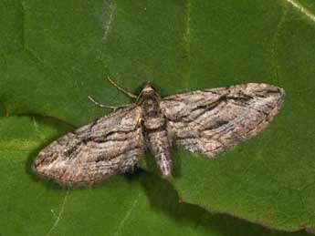 Eupithecia phoeniceata Rbr adulte - ©Philippe Mothiron