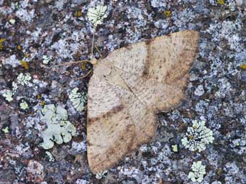 Selidosema plumaria D. & S. adulte - ©Lionel Taurand