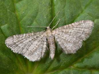 Eupithecia plumbeolata Hw. adulte - Philippe Mothiron