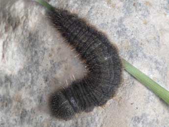  Chenille de Erebia pluto Prun. - ©Wolfgang Wagner, www.pyrgus.de