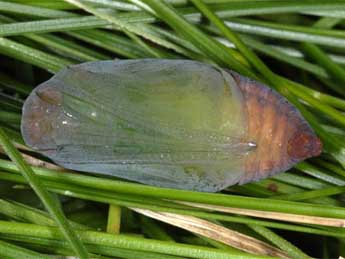  Chrysalide de Erebia pluto Prun. - ©Wolfgang Wagner, www.pyrgus.de