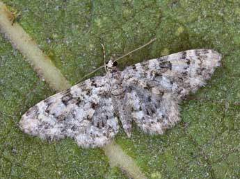 Eupithecia poecilata Png. adulte - Lionel Taurand