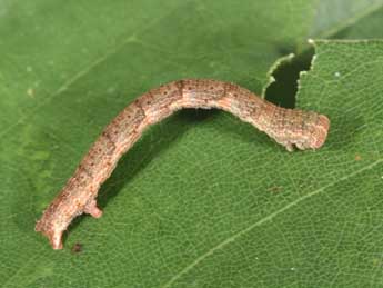  Chenille de Cyclophora porata L. - Philippe Mothiron