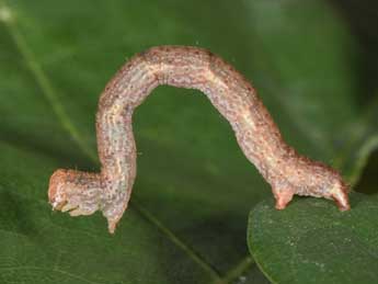  Chenille de Cyclophora porata L. - ©Philippe Mothiron