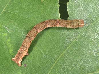  Chenille de Cyclophora porata L. - Philippe Mothiron