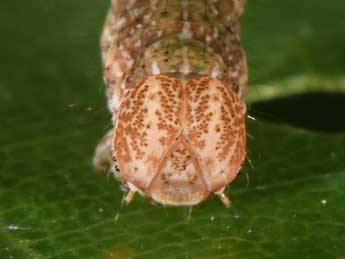  Chenille de Cyclophora porata L. - Philippe Mothiron