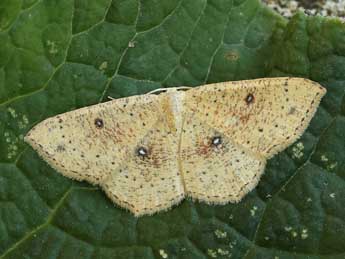 Cyclophora porata L. adulte - ©Lionel Taurand