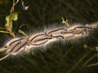  Chenille de Thaumetopoea processionea L. - ©Philippe Mothiron