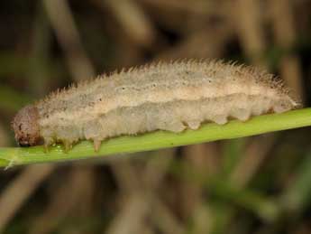  Chenille de Erebia pronoe Esp. - ©Wolfgang Wagner, www.pyrgus.de