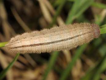  Chenille de Erebia pronoe Esp. - Wolfgang Wagner, www.pyrgus.de