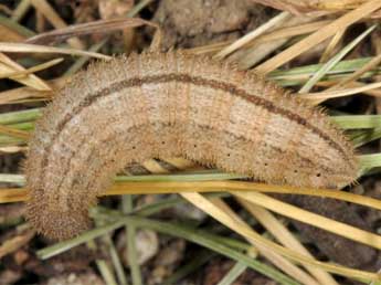  Chenille de Erebia pronoe Esp. - Wolfgang Wagner, www.pyrgus.de