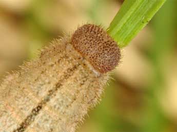  Chenille de Erebia pronoe Esp. - ©Wolfgang Wagner, www.pyrgus.de