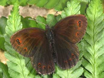 Erebia pronoe Esp. adulte - Philippe Mothiron