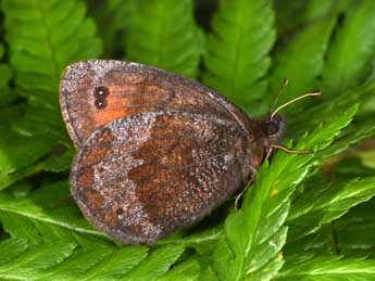 Erebia pronoe Esp. adulte - Philippe Mothiron