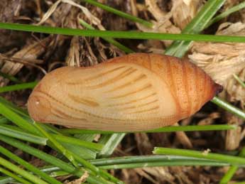  Chrysalide de Erebia pronoe Esp. - ©Wolfgang Wagner, www.pyrgus.de