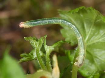  Chenille de Eulithis prunata L. - ©Philippe Mothiron