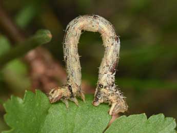  Chenille de Eulithis prunata L. - ©Philippe Mothiron