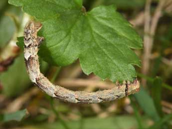  Chenille de Eulithis prunata L. - ©Philippe Mothiron