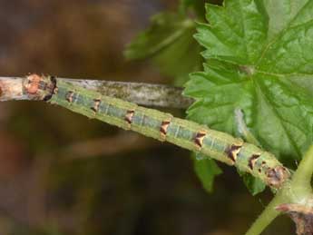  Chenille de Eulithis prunata L. - ©Philippe Mothiron