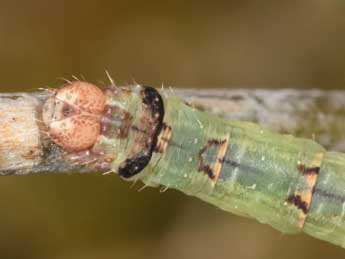  Chenille de Eulithis prunata L. - ©Philippe Mothiron