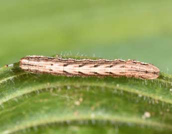  Chenille de Charissa pullata D. & S. - Philippe Mothiron