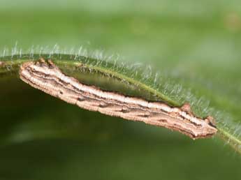  Chenille de Charissa pullata D. & S. - ©Philippe Mothiron