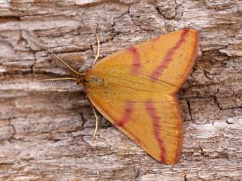 Lythria purpuraria L. adulte - ©Lionel Taurand