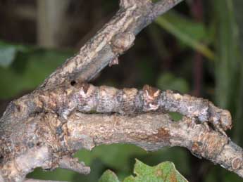  Chenille de Ennomos quercaria Hb. - Wolfgang Wagner, www.pyrgus.de