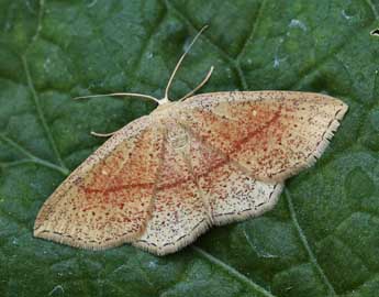 Cyclophora quercimontaria Bastbg adulte - ©Lionel Taurand