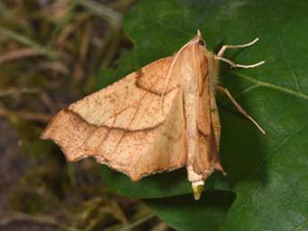 Ennomos quercinaria Hfn. adulte - Philippe Mothiron