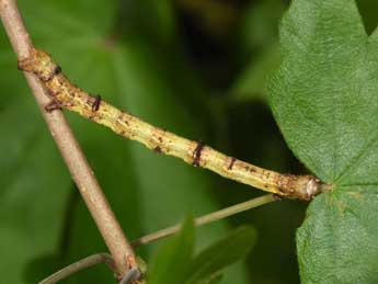  Chenille de Ennomos quercinaria Hfn. - Philippe Mothiron