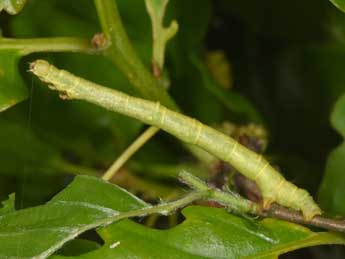  Chenille de Ennomos quercinaria Hfn. - Philippe Mothiron