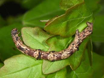  Chenille de Ennomos quercinaria Hfn. - Philippe Mothiron