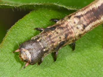  Chenille de Ennomos quercinaria Hfn. - Philippe Mothiron