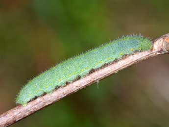  Chenille de Pieris rapae L. - Philippe Mothiron