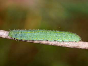  Chenille de Pieris rapae L. - ©Philippe Mothiron